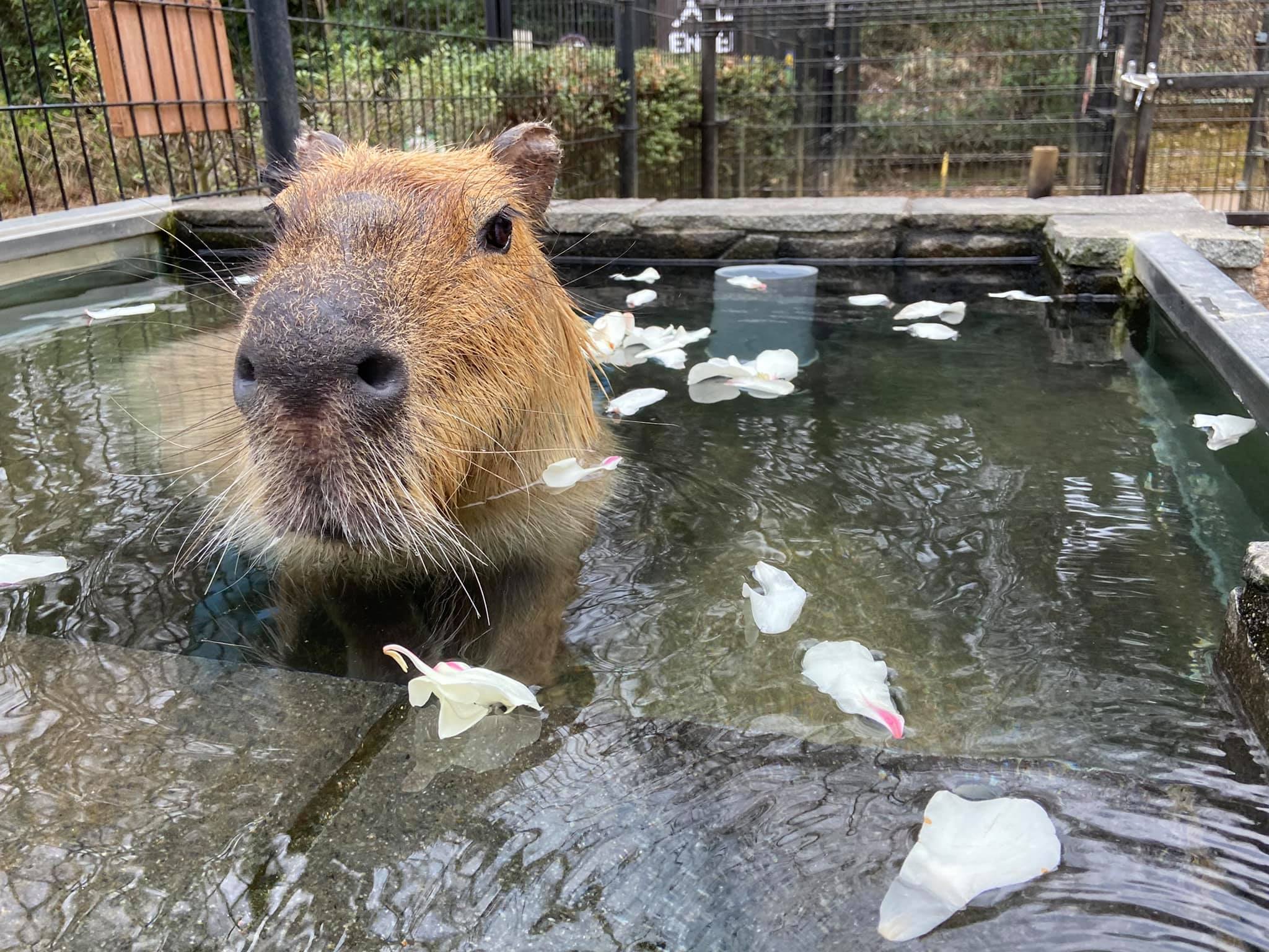 تويتر 埼玉県こども動物自然公園 公式 على تويتر 昨日のカピバラ温泉は久々の温泉日和で大盛況 せっかくなので広場に咲いてるこぶしの花びらを集めて浮かべてみました 最初は食べられる物かと興味津々 その後はのんびりお風呂を楽しんでいました カピバラ