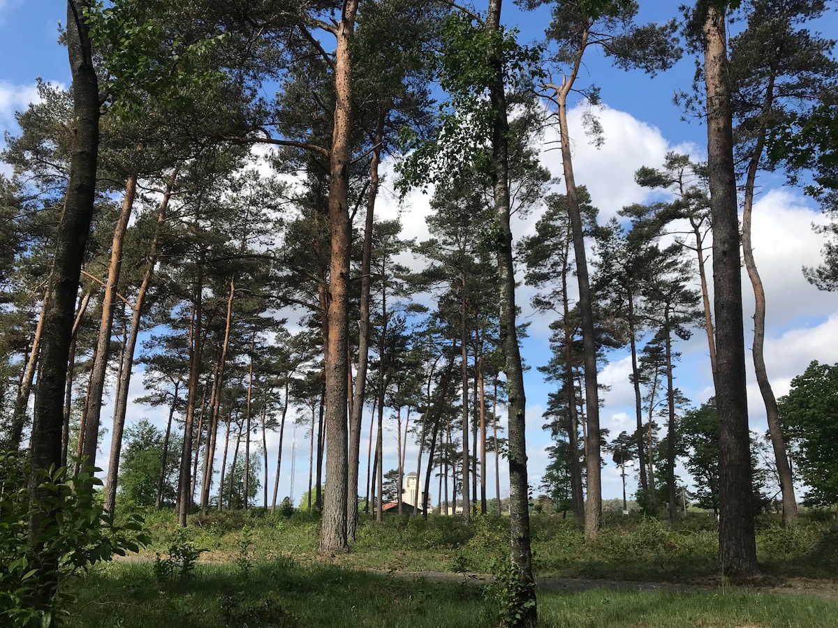 Naast kunst, cultuur en wetenschap is Natuur een belangrijk onderdeel van onze programma's. De Theaterloods ligt midden op de prachtige #Veluwe in een #Natura2000 gebied. Een gebied dat uitnodigt om te reflecteren en te inspireren. #internationaledagvanhetbos