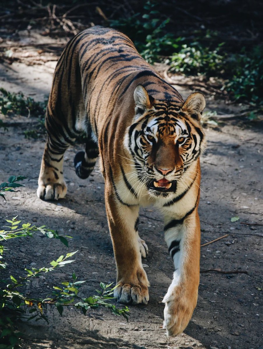 Our latest newsletter is all about Tigers..

wildlifeescapes.co.uk/?mailpoet_rout…