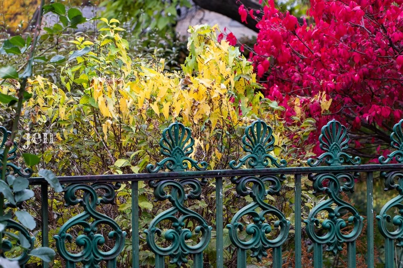 📷This shot was taken in early winter... the leaves in this secret garden were clinging to life and still so beautiful. 😊

#jenjustshoots #nature #naturephotography #yellowart #fencedesign #fenceart #oldandnew #winterphotography #photoart #interiordesign #graphicart #visualart