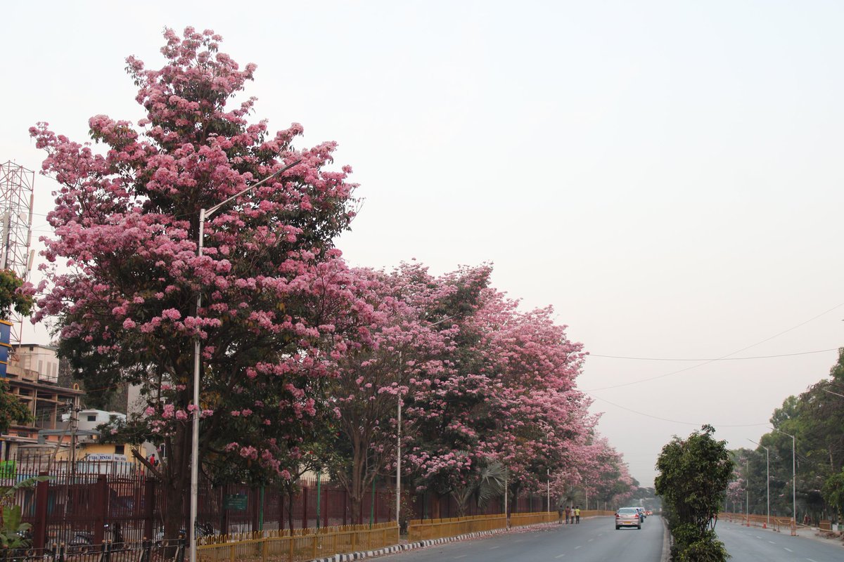 SRVishwanathBJP's tweet photo. The beauty of Spring in #Yelahanka reminds us of #Japan https://t.co/LJfNCeNo1p