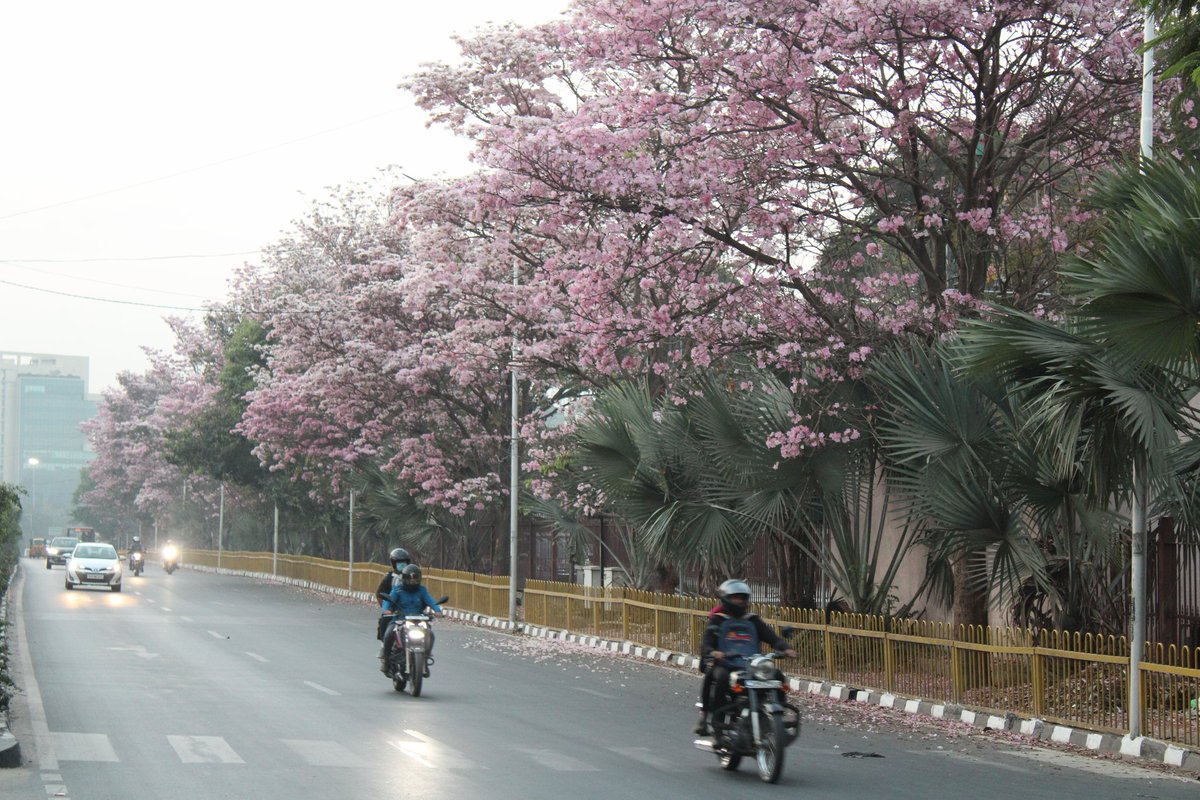 SRVishwanathBJP's tweet photo. The beauty of Spring in #Yelahanka reminds us of #Japan https://t.co/LJfNCeNo1p