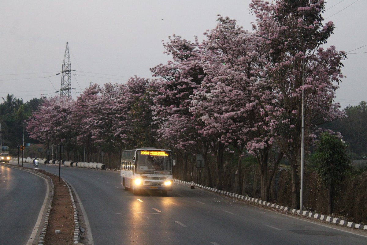 SRVishwanathBJP's tweet photo. The beauty of Spring in #Yelahanka reminds us of #Japan https://t.co/LJfNCeNo1p