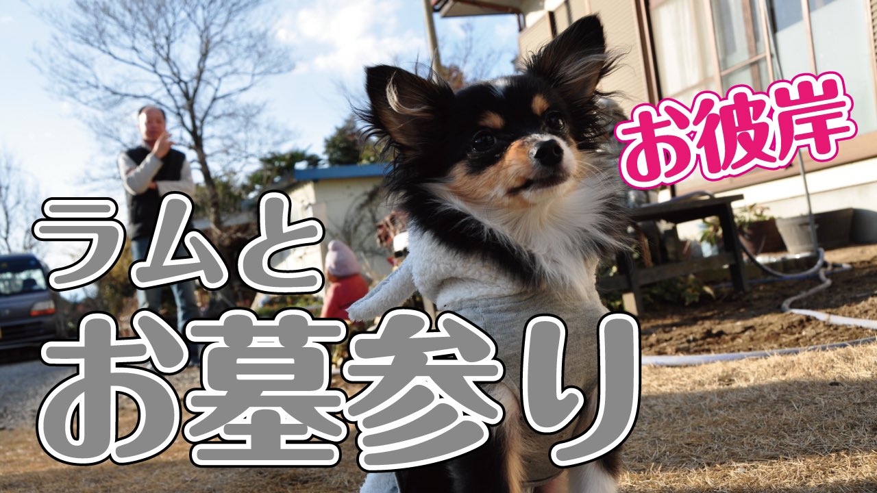 ワンピース 感動動画 Kniazeva7009 Twitter