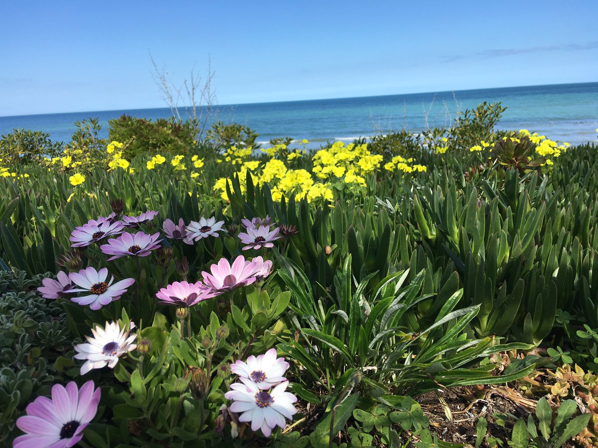 valedimaggio_23's tweet photo. Mi sa che fuori è #primavera #21marzoprimavera #giornatamondialedellapoesia 
un invito a riflettere sul potere del linguaggio e sullo sviluppo della #creatività di ogni persona. 
La mia poesia è rivolta al mio Amico #mare https://t.co/ICjVCj4xhu