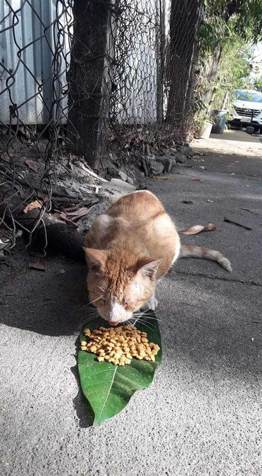 LindaLokie's tweet photo. Snack time!!..Feeding our fellow cat friends #rescuecat #CatsOfTwitter  #cats #AdoptDontShop #feedcat #catsofinstagram #lovecats https://t.co/vzCWQhj6fp