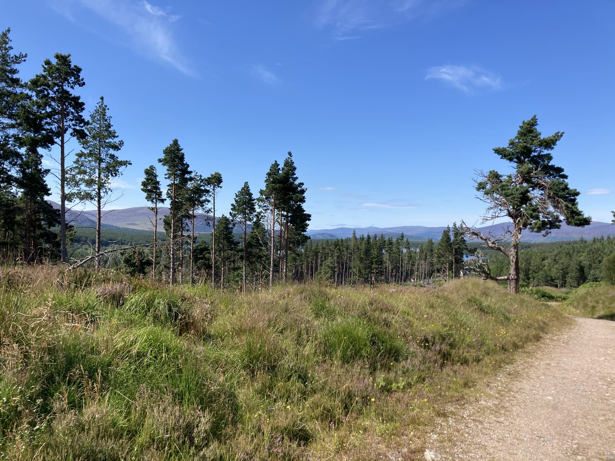 #InternationalDayofForests  Latha Eadar-Nàiseanta nam Mòr-Choille
mòr-choille - forest
coille - wood
craobh/ craobhan - tree/ trees
meur-craoibhe - tree branch
crann-craoibhe - tree trunk
Cuairt anns a' choille - A walk in the forest.
staran - path
#Gaelic #cleachdi