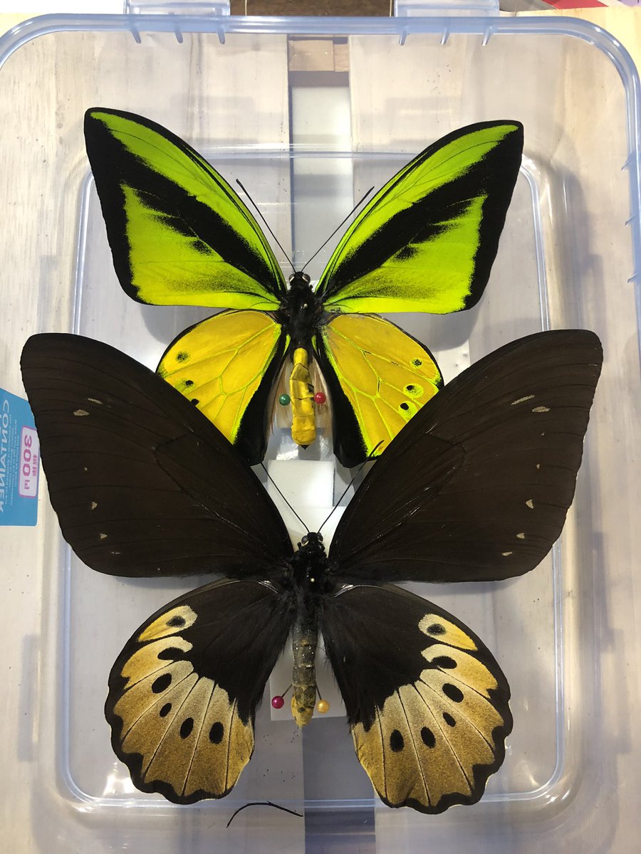 daityan19930's tweet photo. 久々に投稿！

Ornithoptera goliath titan
展翅できたのでup!
♂158mm♀201mm
そこそこの大型^ ^ https://t.co/ruRt3jO79J