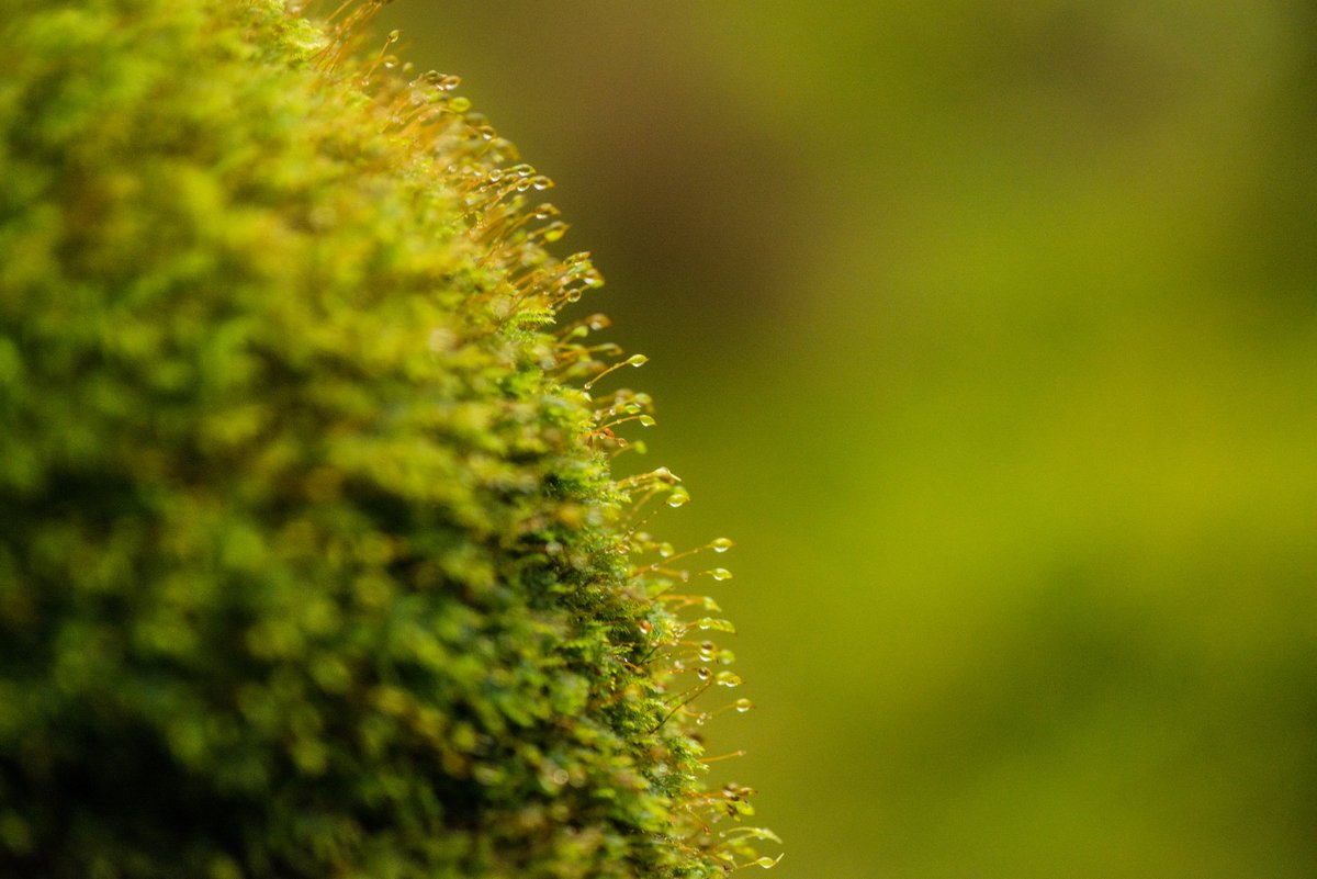 NatureScot tweet media