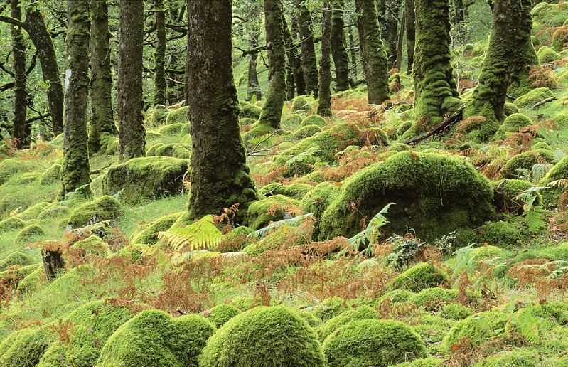 NatureScot tweet media