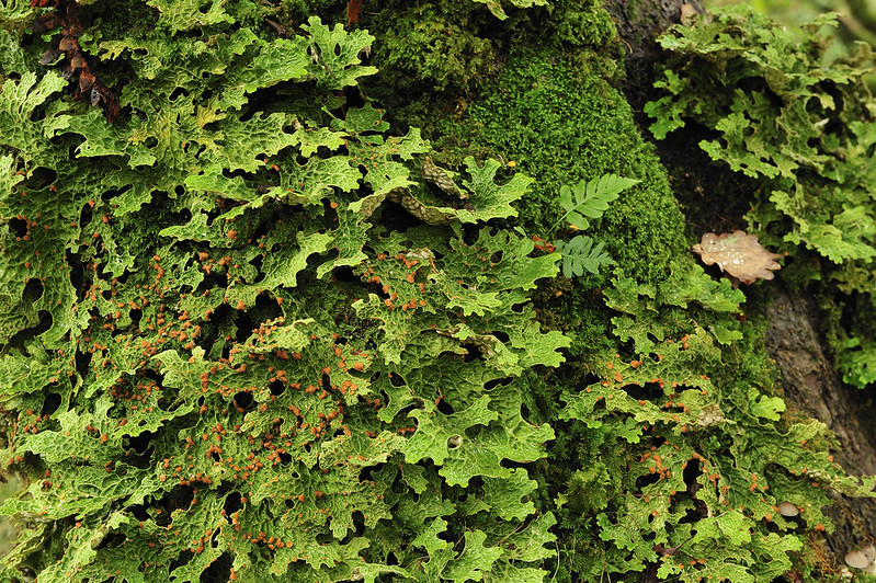 NatureScot tweet media