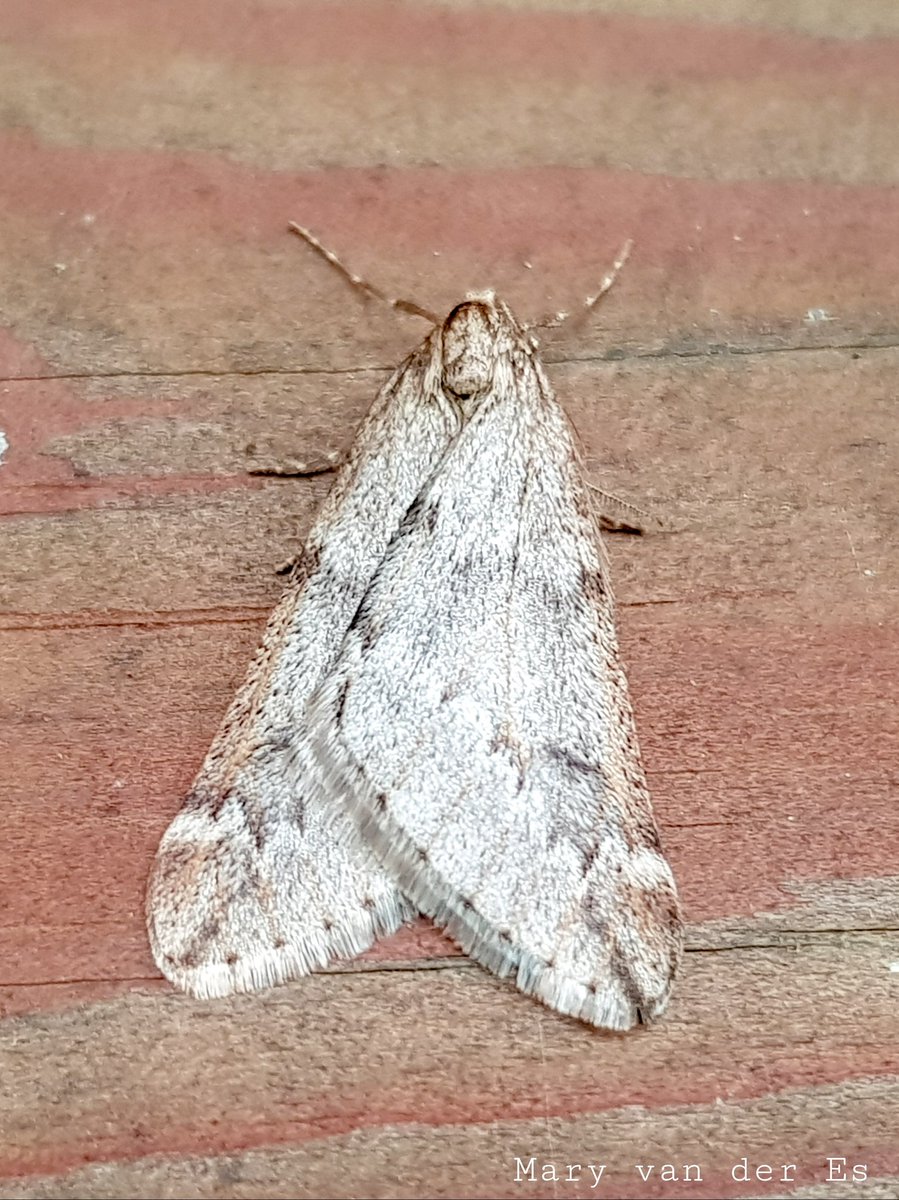 Deze #nachtvlinder het mannetje #Voorjaarsboomspanner #Alsophila_aescularia #March_Moth zit bij de buitenlamp.
Het vrouwtje is vleugelloos. De waardplanten zijn diverse loofbomen en struiken.

<a href="/vlinderNL/">De Vlinderstichting</a> <a href="/Nachtvlinders/">Nachtvlinders</a>