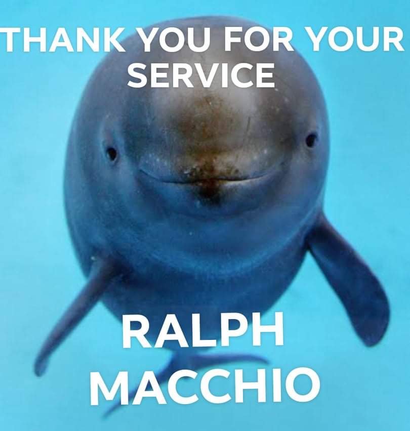 dumpster_bab's tweet photo. According to IMDB, Ralph Macchio once saved a baby porpoise. This is the porpoise now. https://t.co/a1LSIGOlC8