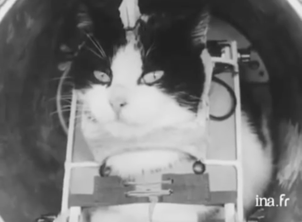 awfcats's tweet photo. Did you know that Félicette🐈‍⬛ was rocketed into space on October 18, 1963, by the French space program, becoming the first, and only, feline astronaut? Over 50 years after her successful flight, a Kickstarter project crowdfunded to honor the Astrocat's memory with a public statue https://t.co/RM6E6oclLh