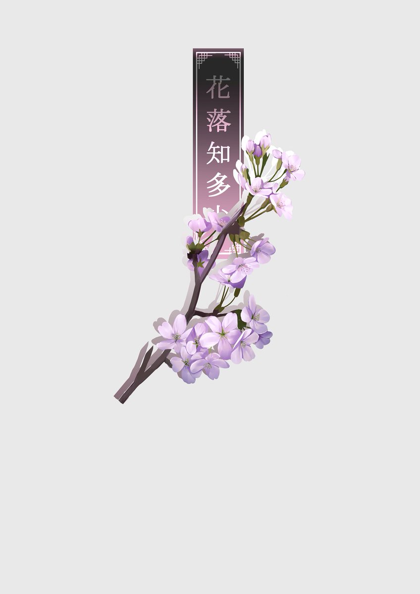 no humans flower still life simple background grey background cherry blossoms branch  illustration images