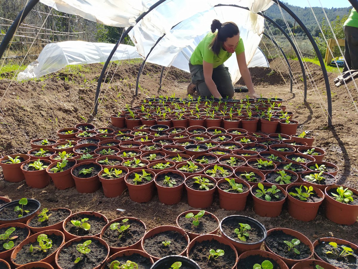 JuanRaGranados's tweet photo. Labores de engorde 🌱👉🌷🌼🌺🌸
#Jardinería #tallerempleo #labora #formación #etcote #practicaprofesional #huertoescolar #plantas #flores 

https://t.co/ACmjfv44JI https://t.co/NS5272g6ma