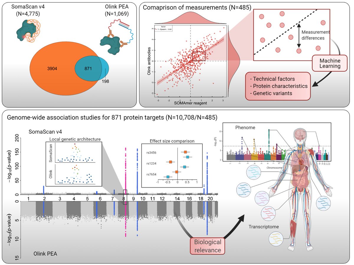omicscience's tweet photo. To be or not to be?

Thrilled to share our pQTL stories

head-to-head comparison of @SomaLogic and @OlinkProteomics for 871 proteins among 10k individuals @MRC_Epid

Bidirectional platform comparison for >2k pQTLs to guide genetic discovery

https://t.co/z4bAfuOE7m

🧵👇 (1/7) https://t.co/GQkcbBX6WQ