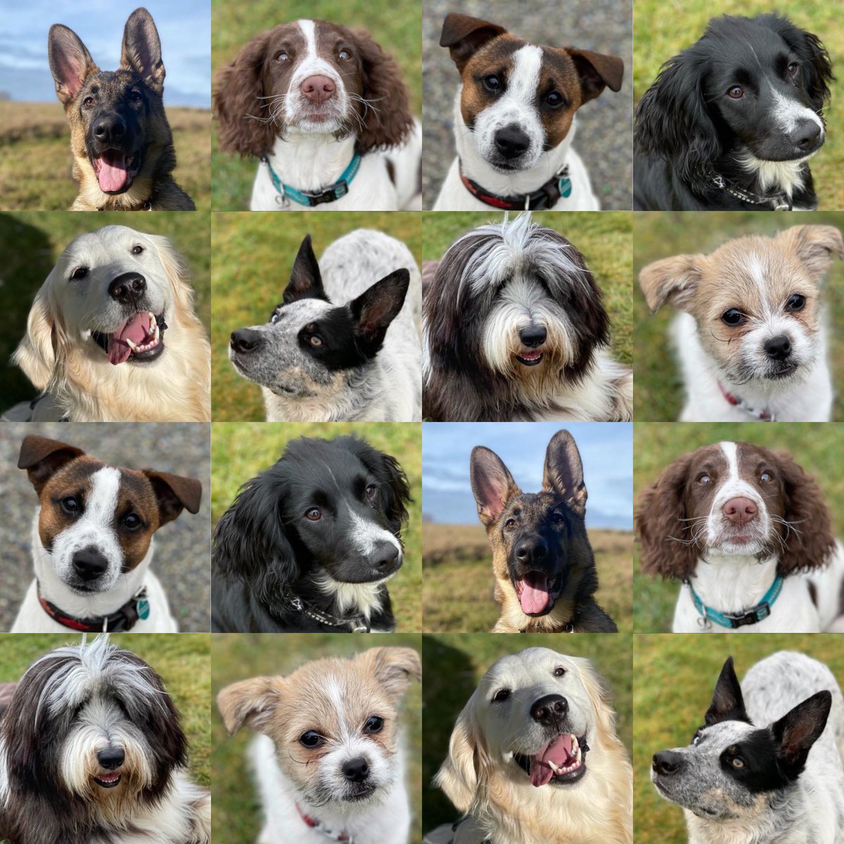 Hello &amp; welcome to our Twitter page! 😁 This is our current cover photo featuring some of our top students! Happy Sunday! 😊🐶 #SettleandStay #DogTraining