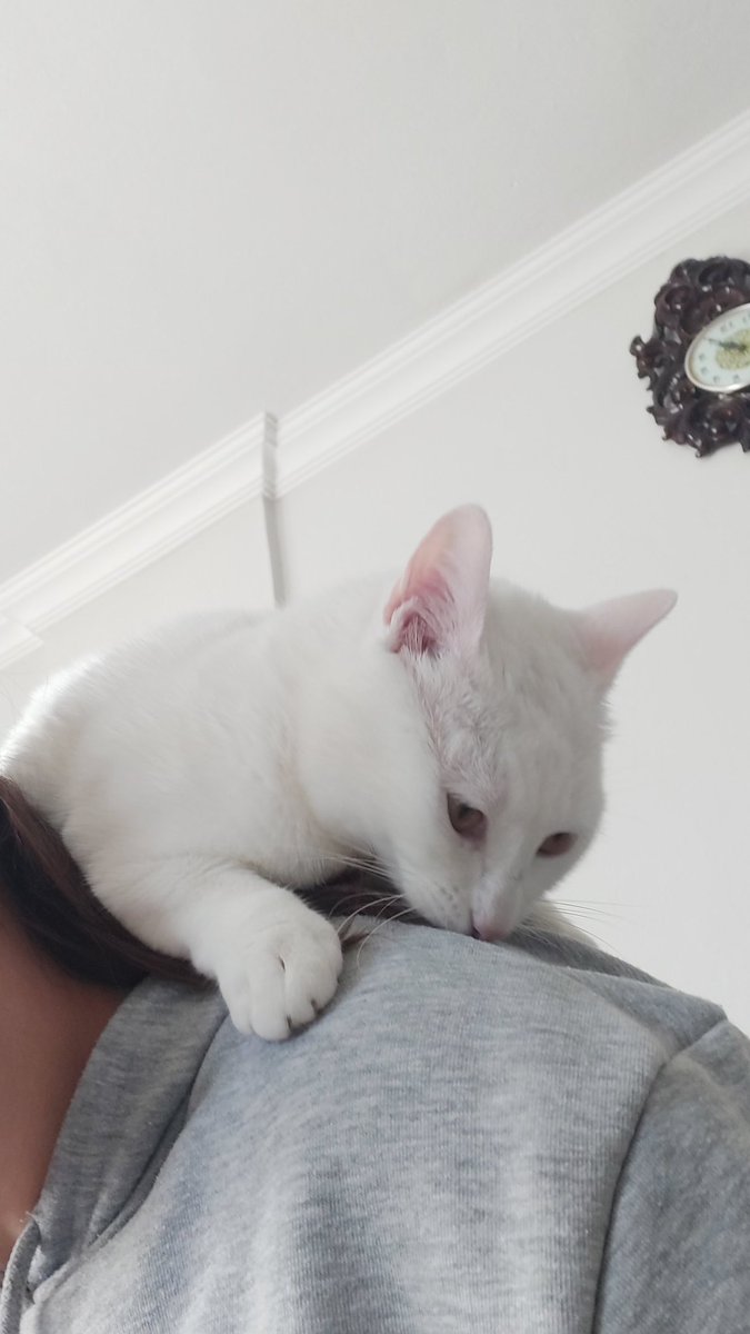 Em sefdigi yer annisinun omsu olamlar begemsin