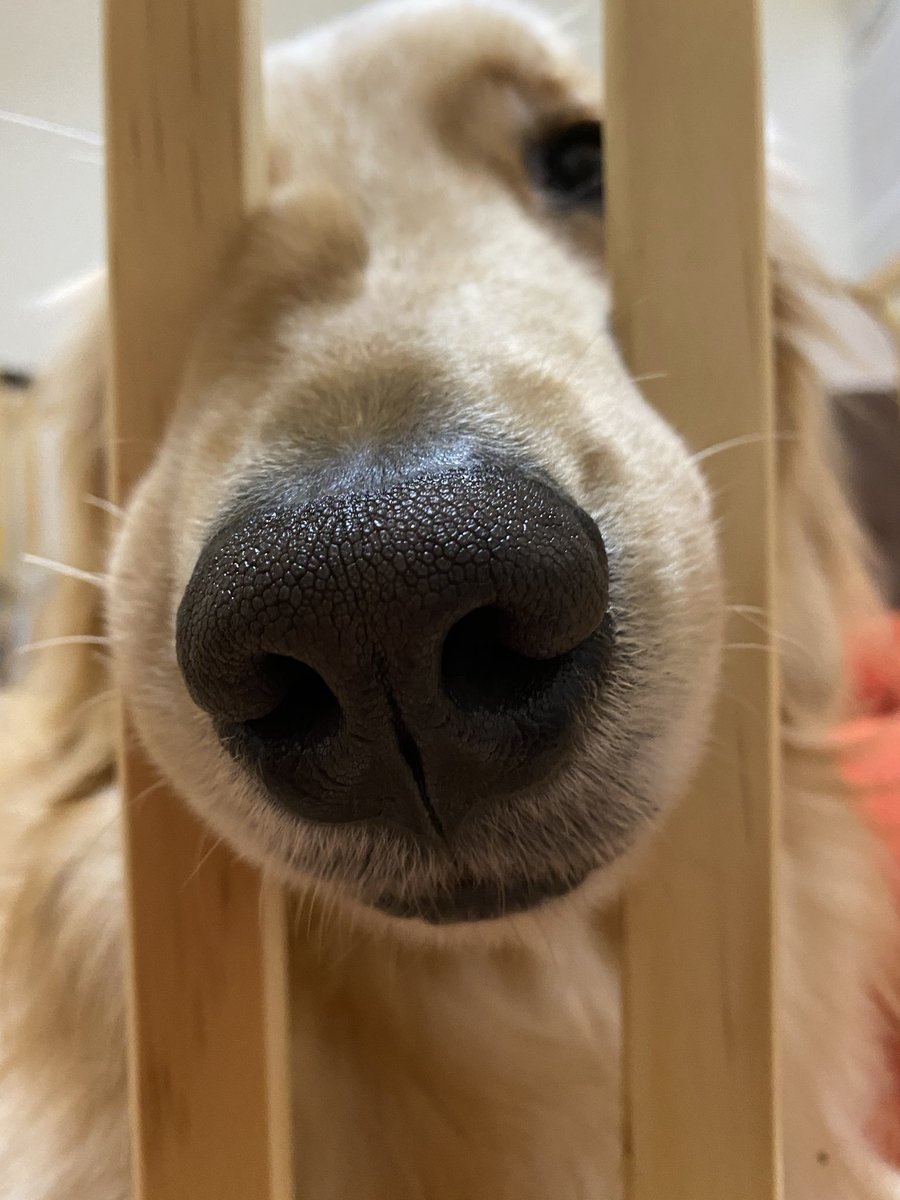 ゴールデンレトリバーるるる るきちゃんがボケているのでツッコミ入れて ママはジムで運動してから帰るわ ゴールデンレトリバー ゴールデン 犬部 犬との生活 Goldenretriver Youtube Stayhome 犬写真 Norcafe 大型犬のいる生活