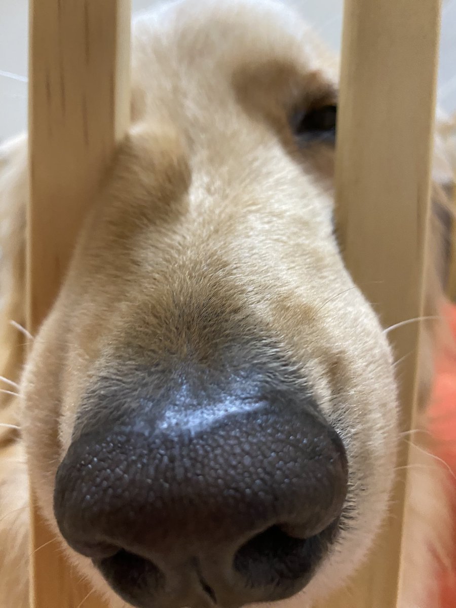 ゴールデンレトリバーるるる るきちゃんがボケているのでツッコミ入れて ママはジムで運動してから帰るわ ゴールデンレトリバー ゴールデン 犬部 犬との生活 Goldenretriver Youtube Stayhome 犬写真 Norcafe 大型犬のいる生活