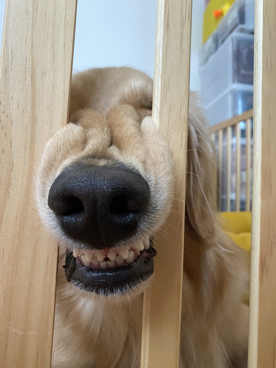 ゴールデンレトリバーるるる るきちゃんがボケているのでツッコミ入れて ママはジムで運動してから帰るわ ゴールデンレトリバー ゴールデン 犬部 犬との生活 Goldenretriver Youtube Stayhome 犬写真 Norcafe 大型犬のいる生活