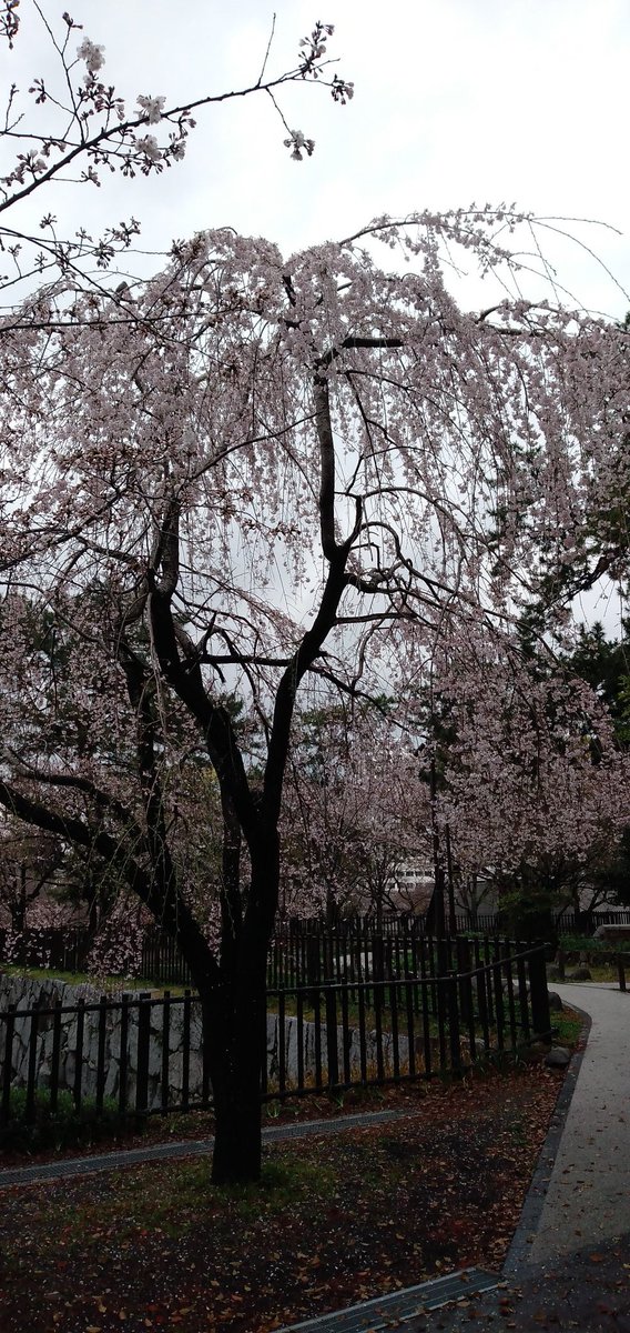 今日は、友達と一緒に小倉城に桜🌸を見に行きました。とってもきれいでした