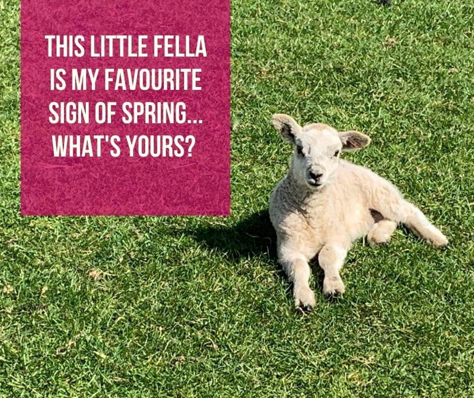 This little fella is my favourite sign of spring. 
Who wants to come and see this little guy? #lamb #yorkshiredales #spring