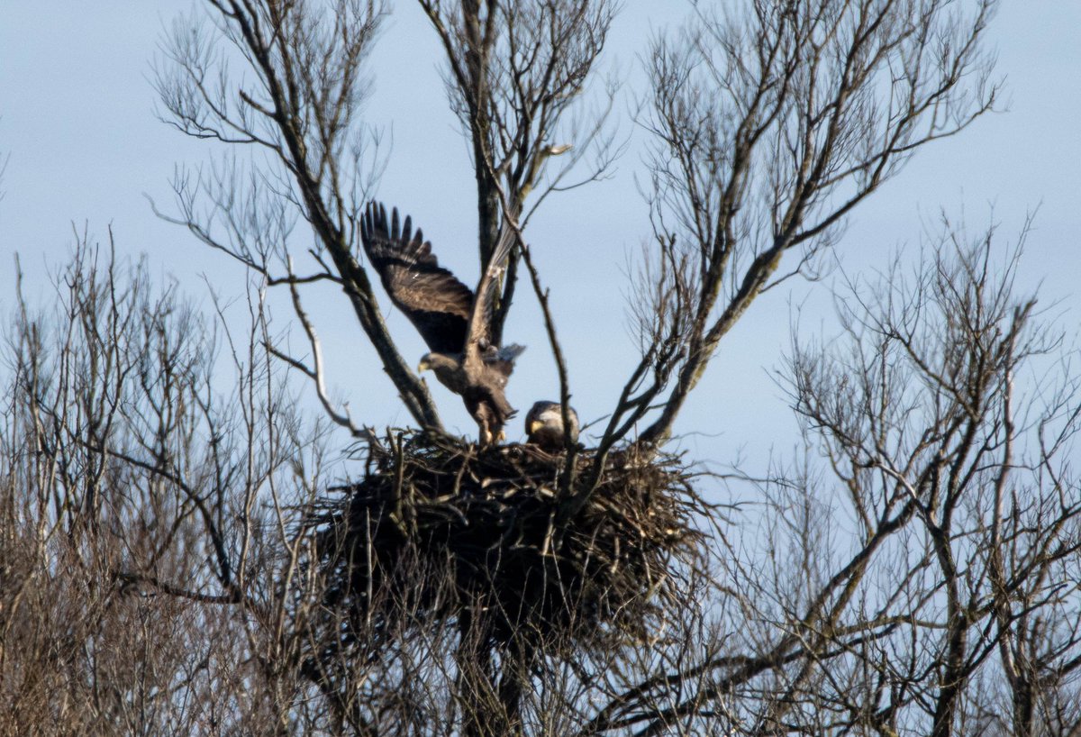 Blakecone's tweet photo. #whitetailedeagle #inflight yesterday morning showing that this is his #area 
#explore_wildlife
#eye_spy_birds
#gn_members
#global4nature
#fridayfowl
#birdphotography
#bird_brilliance
#birds
#wildlifephotography
#dichtbijgroen
#birds_matter
#nationalgeographic
#mynfryskegea https://t.co/oK3Wktaj3U