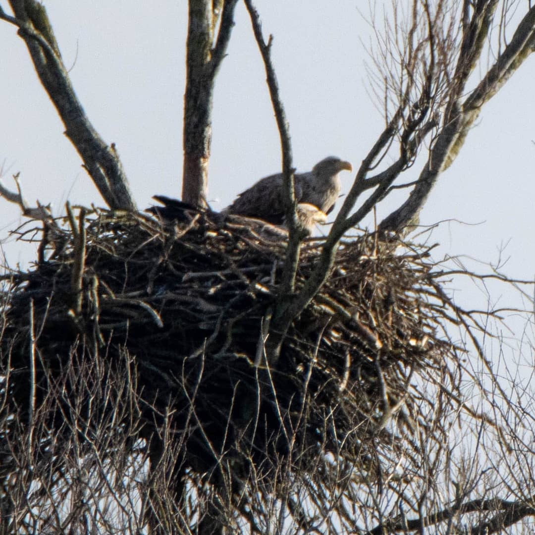 Blakecone's tweet photo. #whitetailedeagle #inflight yesterday morning showing that this is his #area 
#explore_wildlife
#eye_spy_birds
#gn_members
#global4nature
#fridayfowl
#birdphotography
#bird_brilliance
#birds
#wildlifephotography
#dichtbijgroen
#birds_matter
#nationalgeographic
#mynfryskegea https://t.co/oK3Wktaj3U