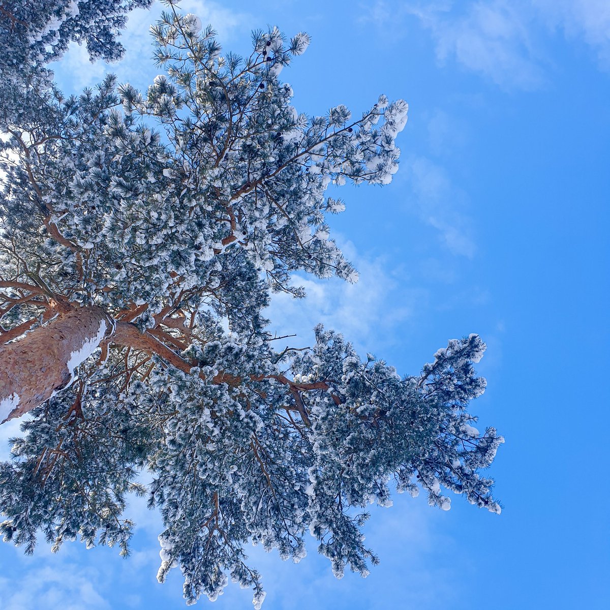 sunnshinefairy's tweet photo. 'no snowflake ever falls in the wrong place'
#FirstDayOfSpring2021 https://t.co/8Jiz9TIadM