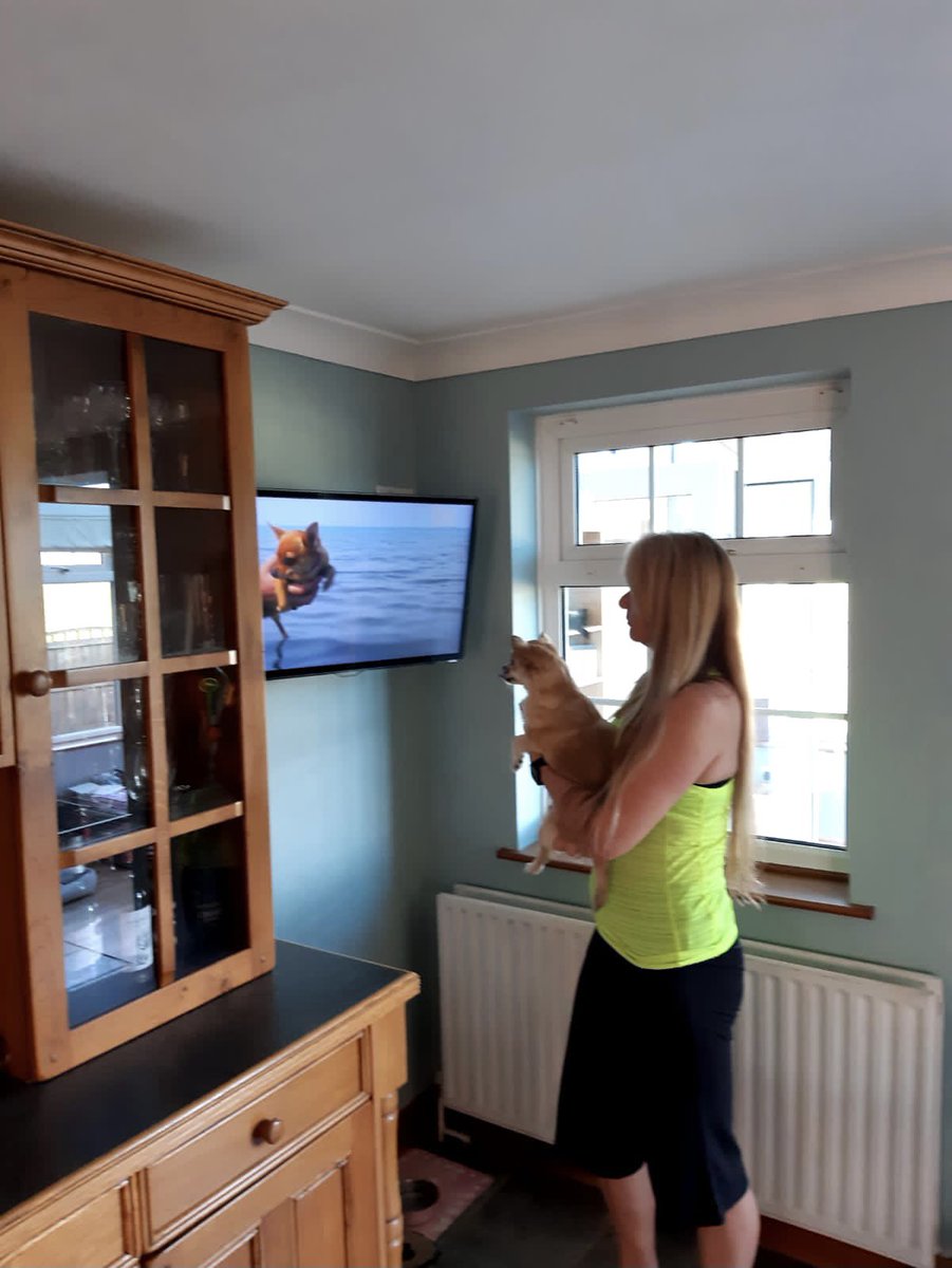 DancewithVenia's tweet photo. @SundayBrunchC4 #pettv  Chihuahua watching Chihuahua! Met with a lot of barking 🙉🙈 https://t.co/3OknEeCcQW