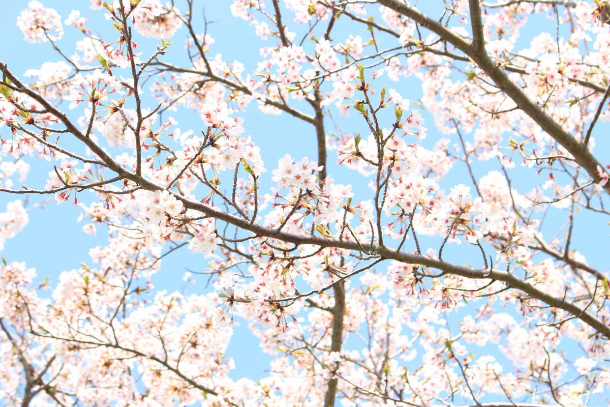 Omoide Amigo 想い出アミーゴ 和歌山県 白浜町 平草原公園 毎年 春になると2 000本の桜が咲き誇る美しい光景がご覧いただけます 今年は恒例の桜まつりがコロナの影響で中止になりましたが 以前の写真で少しでも楽しんでいただけたらと思います