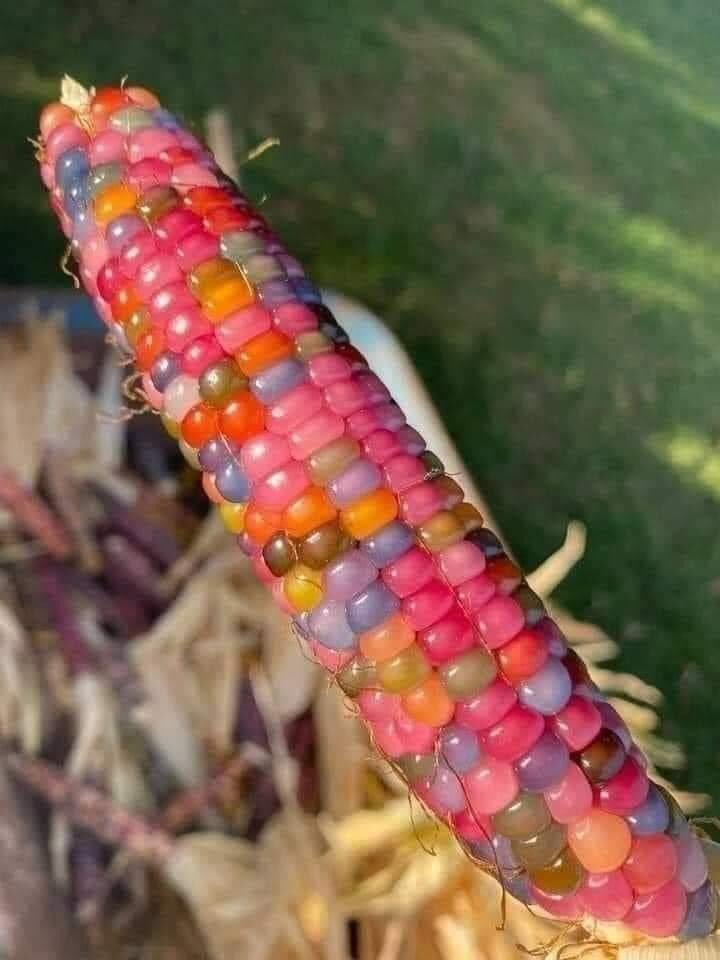 Este maíz se llama 'Gema de Cristal', y lo podemos encontrar en el Municipio de Xoxocotlán, Valle de Tehuacán, Puebla.
¡Divino! 🌽😍🇲🇽
¿Lo habías visto alguna vez?