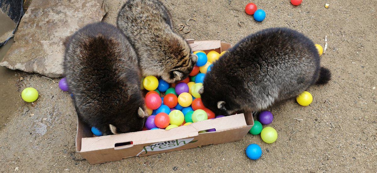 Some enrichment fun for our Raccoons! Such fun!

#Raccoon #milletsfalconry