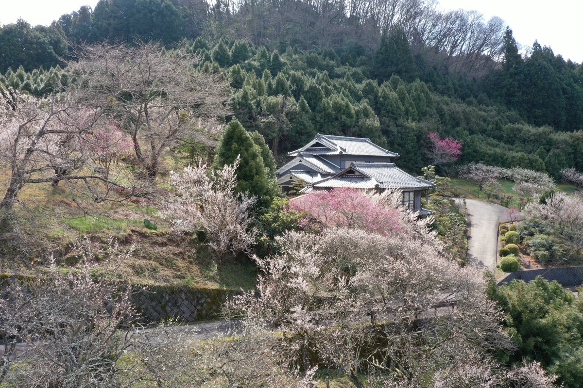 広橋梅林 広橋梅林
