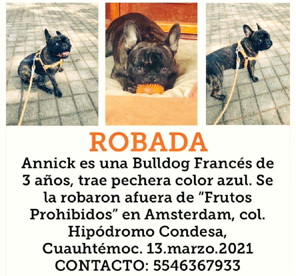 Mascotas Condesa & Roma 😺🐶🥰 (@mascotcondsarom) on Twitter photo Apoyemos Robada Annick Bulldog Frances de <a href="/frutosprohibi2/">Frutos Prohibidos</a> en Hipodromo <a href="/mascotamx/">Adopta una mascota</a> <a href="/AdoptaMx/">Adopta Mx (México)</a> <a href="/PetFirstAidCDMX/">Pet First Aid CECAD Emergencias</a> <a href="/Lacasadelsalchi/">La casa del perro Salchicha CDMX</a> <a href="/8alobo/">Donnelaith</a> <a href="/perrotonmexico/">@CentralPatitas</a> <a href="/penelop08996159/">La Colonia Roma CdMx</a> <a href="/LESTAT303/">El roy</a> <a href="/lawera33/">Perros Encontrados sin su dueño</a> <a href="/AM0LasMascotas/">❤ Amo las Mascotas 🐱🐶</a> <a href="/MascotaCoyoacan/">Mascotas Coyoacán 🐾</a> <a href="/Mascotas_zn/">🐶PERROS Y GATOS PERDIDOS ZONA NORTE 🐱</a> <a href="/VidadePerrosMx/">Vida de Perros</a> <a href="/perrososmx/">🅿🅴🆁🆁🅾🆂🅾🆂🅼🆇</a> @lostanimalsdf Apoyemos Robada Annick Bulldog Frances de <a href="/frutosprohibi2/">Frutos Prohibidos</a> en Hipodromo <a href="/mascotamx/">Adopta una mascota</a> <a href="/AdoptaMx/">Adopta Mx (México)</a> <a href="/PetFirstAidCDMX/">Pet First Aid CECAD Emergencias</a> <a href="/Lacasadelsalchi/">La casa del perro Salchicha CDMX</a> <a href="/8alobo/">Donnelaith</a> <a href="/perrotonmexico/">@CentralPatitas</a> <a href="/penelop08996159/">La Colonia Roma CdMx</a> <a href="/LESTAT303/">El roy</a> <a href="/lawera33/">Perros Encontrados sin su dueño</a> <a href="/AM0LasMascotas/">❤ Amo las Mascotas 🐱🐶</a> <a href="/MascotaCoyoacan/">Mascotas Coyoacán 🐾</a> <a href="/Mascotas_zn/">🐶PERROS Y GATOS PERDIDOS ZONA NORTE 🐱</a> <a href="/VidadePerrosMx/">Vida de Perros</a> <a href="/perrososmx/">🅿🅴🆁🆁🅾🆂🅾🆂🅼🆇</a> @lostanimalsdf