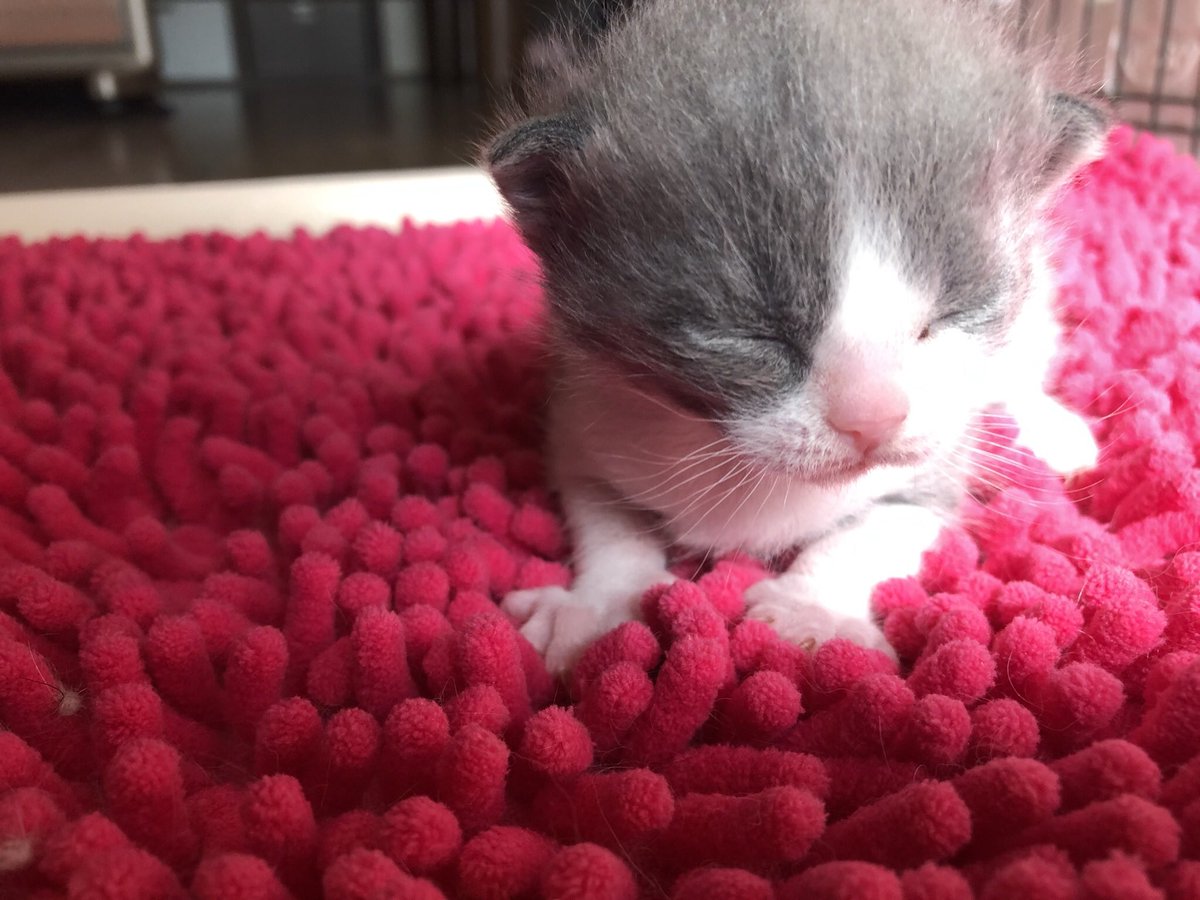 すぱな 子猫の動画 写真つぶやきます 愛知県の猫ブリーダー ブリティッシュショートヘアのシロくんと モモちゃんの新しい家族が決まりました まだしばらく大きくなるまで居ますが元気で幸せにね