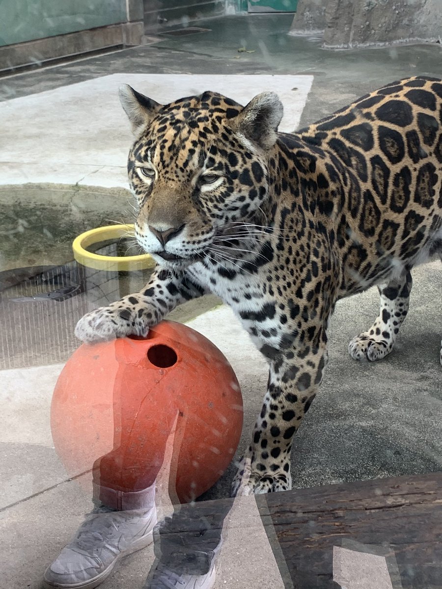 ট ইট র ぽっさん ドリブルならまかせろー 天王寺動物園 ジャガー ルース ロンとルースを全力で推し隊