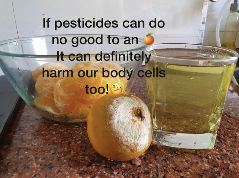 waterthatcures's tweet photo. Strong kangen water 11.5 pH water at rescue . Peel your oranges and soak for a minute to wash out the chemical pesticides absorbed into an orange. 
There are many uses of this water. To know more about get connected.
#agriculture #pesticides #chemicals #strongkangenwater https://t.co/D9ZeGwCR9O