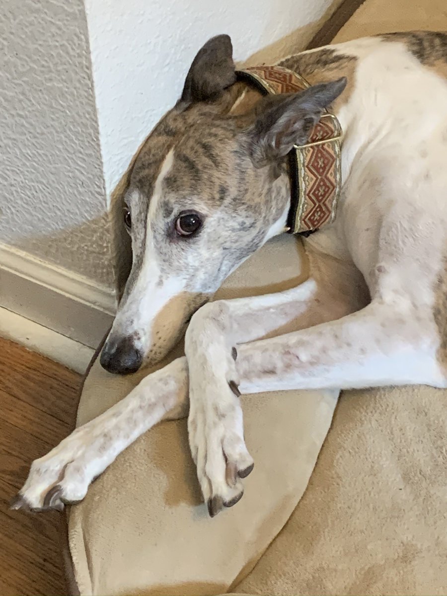 JackieSalsbury's tweet photo. @TheOvalPawffice @NaomiBiden Very Good Boys, Champ & Major! I need to get a #NomNomButton for Rain Drop, my retired racing greyhound, because she is a very Good Girl! https://t.co/VLBeXDPxxa