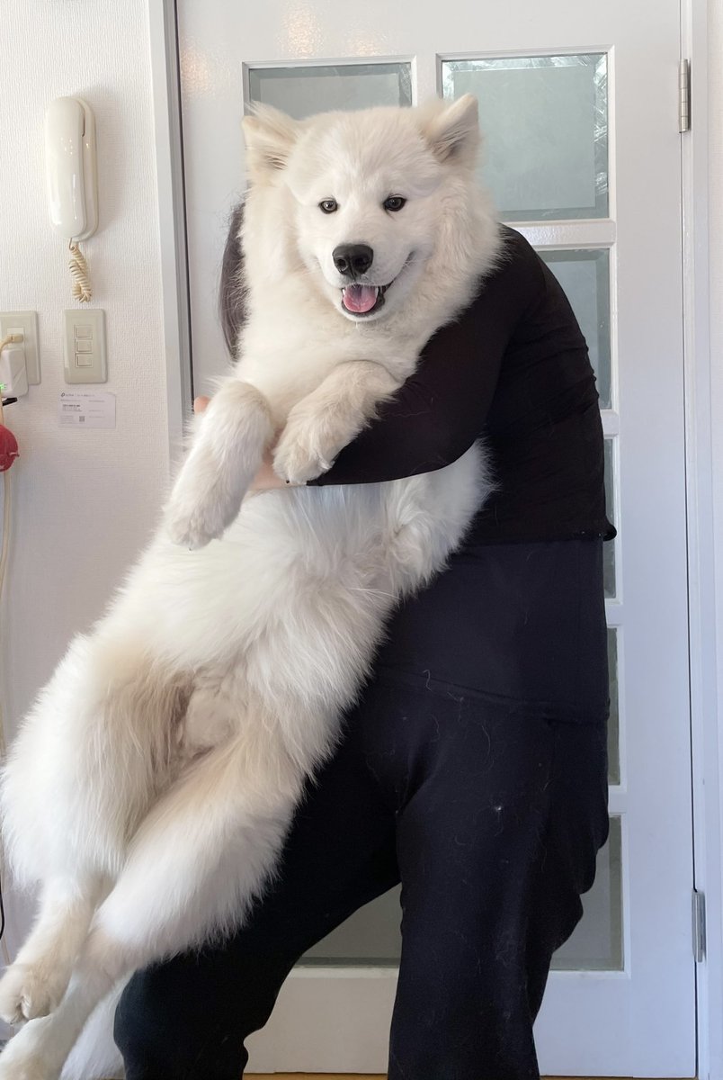 サモエドのソラン Soran The Samoyed ソラン 祝10ヶ月 22 4kgになりました kg超えてから成長がすごく緩やかになったねぇ もうすぐ一歳なんて信じられない 全然落ち着かずまだまだわんぱくボーイだけど そのまま元気に育つのだよ