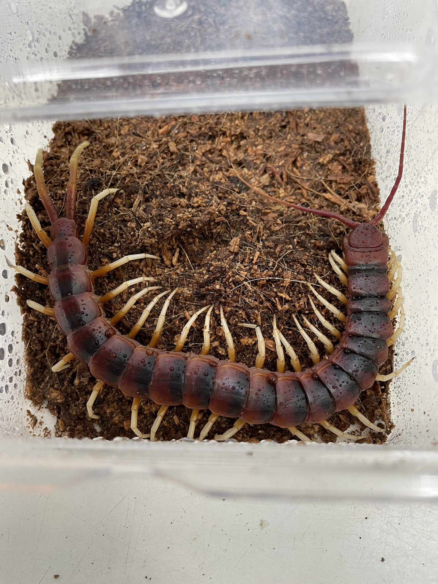 かねだい伊勢原店 昆虫 クワガタ カブトムシ 奇虫編 ムカデ 等 入荷情報 ペルビアンホワイトレッグオオムカデ ペルビアンオレンジレッグオオムカデ パナイブルータランチュラ スラウェシブルーアースタイガー それぞれ入荷しており