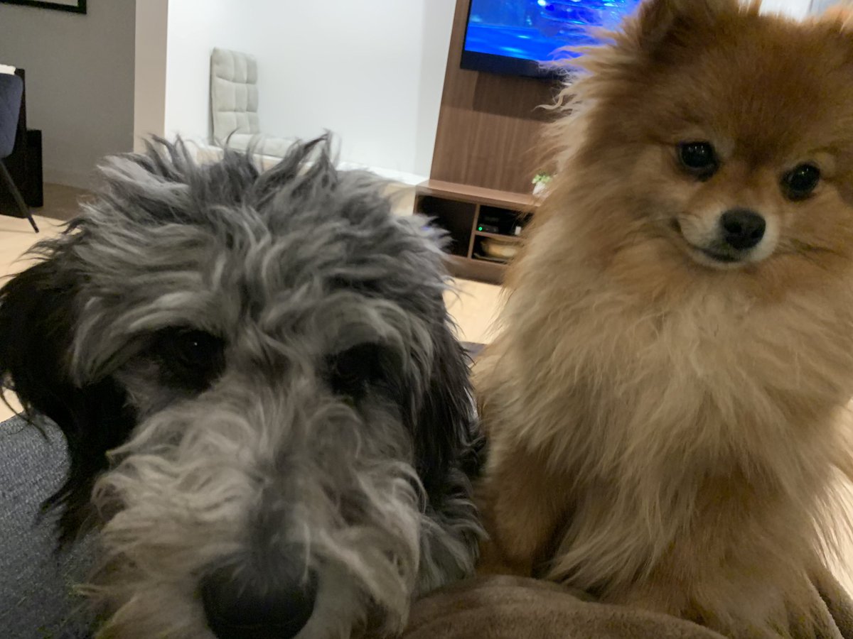 Meet Bella and Jack.   Couple of beauties #Duthie #beauties #pups #doggos