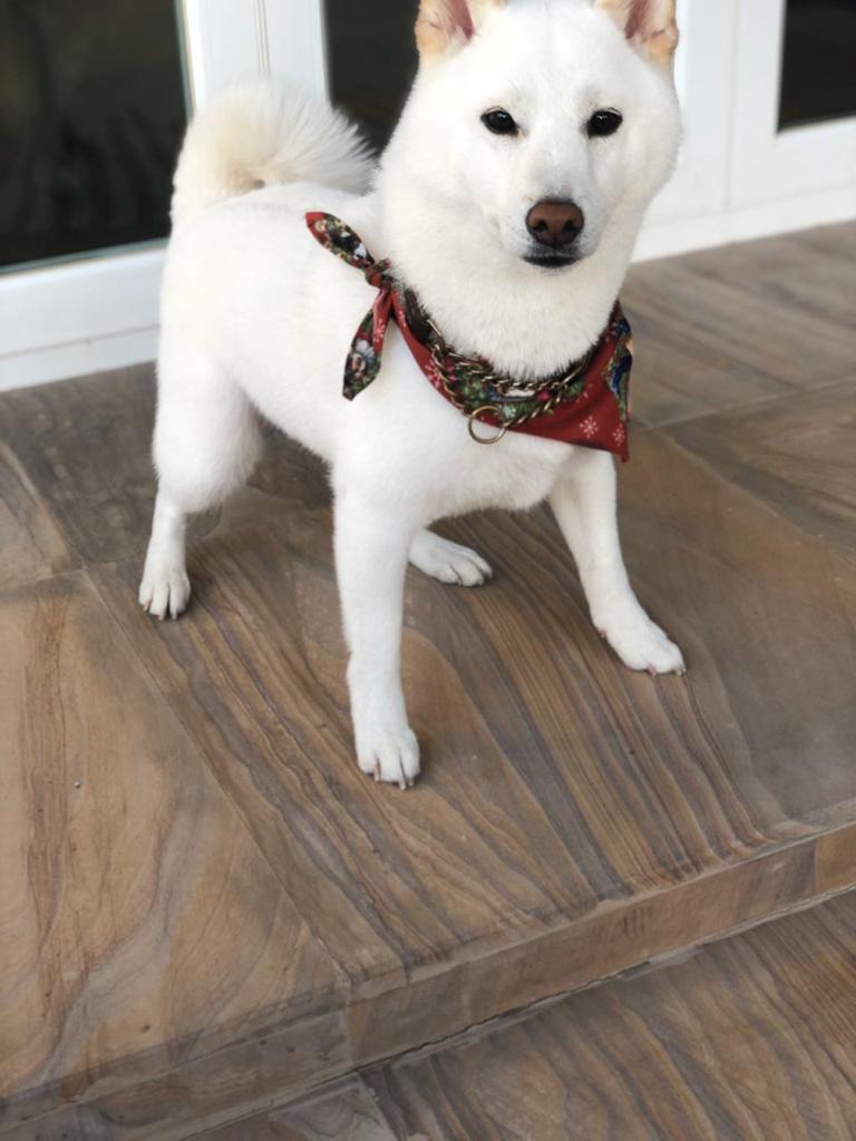 netinfluencer's tweet photo. @elonmusk This is Kiba the white:) https://t.co/0cG2ZJM010