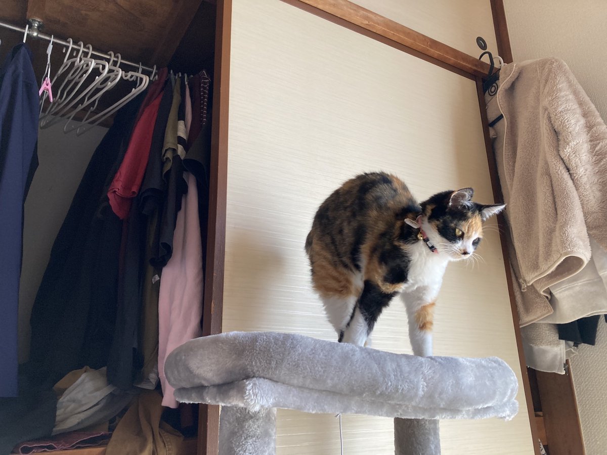 マヨネーズ猫 (@BrI3976TJ8G8Ysv) / Twitter