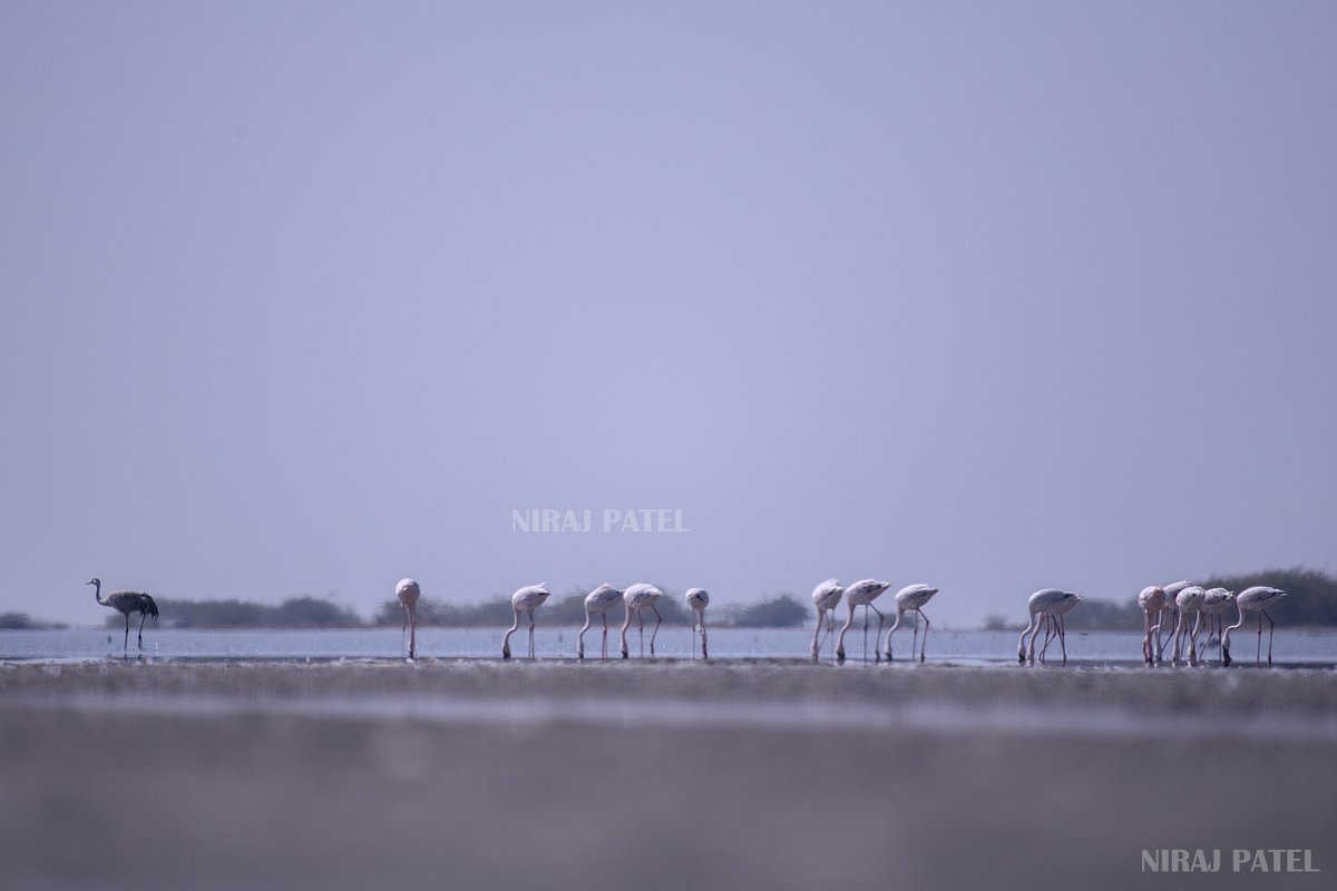 np_photographer's tweet photo. Lesser flamingos https://t.co/np05zcxJyl LRK gujarat #lesserflamingobird #flamingobirdphoto #lrk #littlerannofkutch #birdsofgujarat #migratorybirds #flamingomigration #birdwatching #birding #birdphotography #Indiaves https://t.co/5UV3uSxsEB