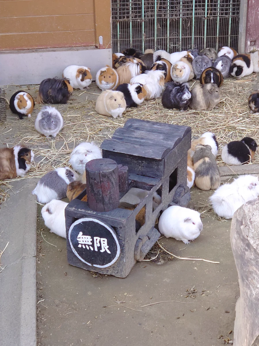 流行りのモルモットなのに…モルカーではなく無限列車に便乗してしまっている！