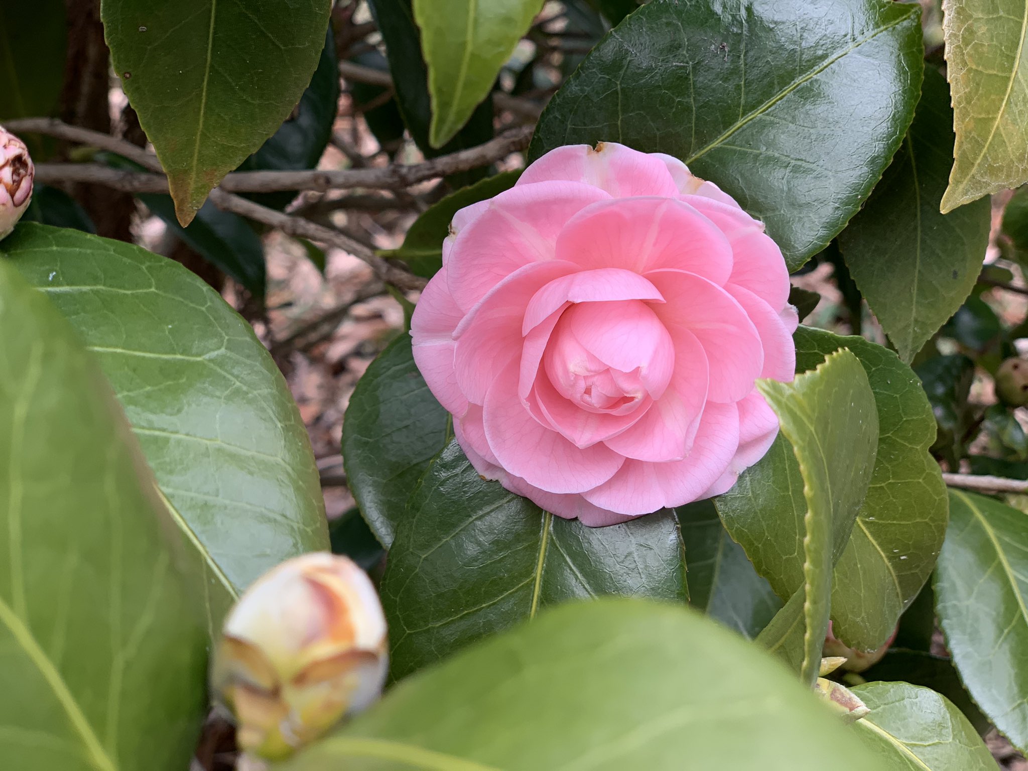 キヌ バッシュに花生ける人 Kinu Flower Twitter