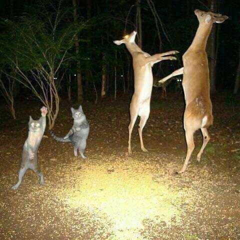 Doge holders everytime <a href="/elonmusk/">Elon Musk</a> tweet about $doge good vibes 😆 🤣 😂